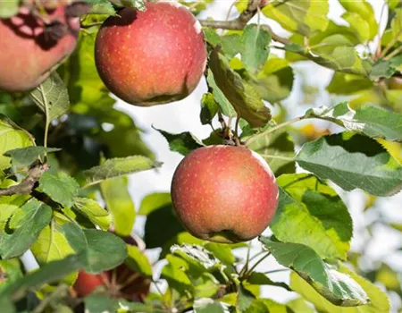 Apfelbäume richtig pflanzen und pflegen – so klappt es