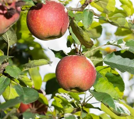 Apfelbäume richtig pflanzen und pflegen – so klappt es Apfelbäume richtig pflanzen und pflegen – so klappt es