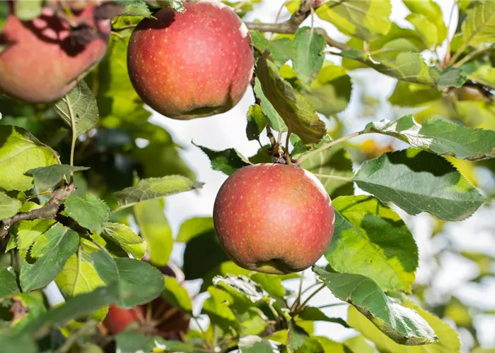 Apfelbäume richtig pflanzen und pflegen – so klappt es Apfelbäume richtig pflanzen und pflegen – so klappt es