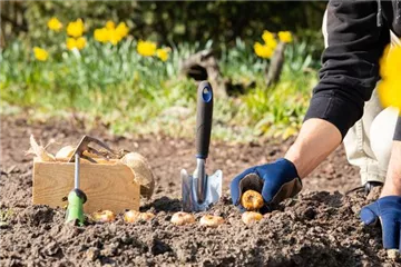 Blumenzwiebeln pflanzen – Infos und Tipps im Überblick