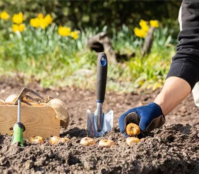 Blumenzwiebeln pflanzen – Infos und Tipps im Überblick Blumenzwiebeln pflanzen – Infos und Tipps im Überblick