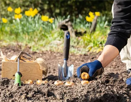 Blumenzwiebeln pflanzen – Infos und Tipps im Überblick