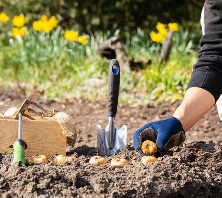 Blumenzwiebeln pflanzen – Infos und Tipps im Überblick