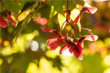 Herbstzauber – wie Pflanzen im Herbst den Garten schmücken