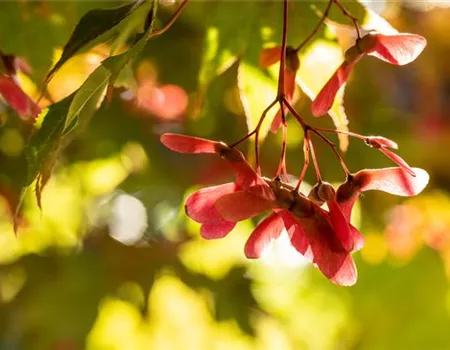 Herbstzauber – wie Pflanzen im Herbst den Garten schmücken