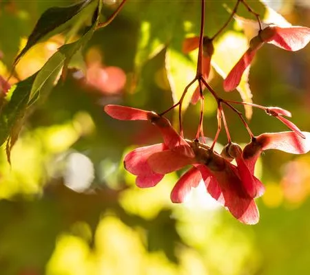 Herbstzauber – wie Pflanzen im Herbst den Garten schmücken