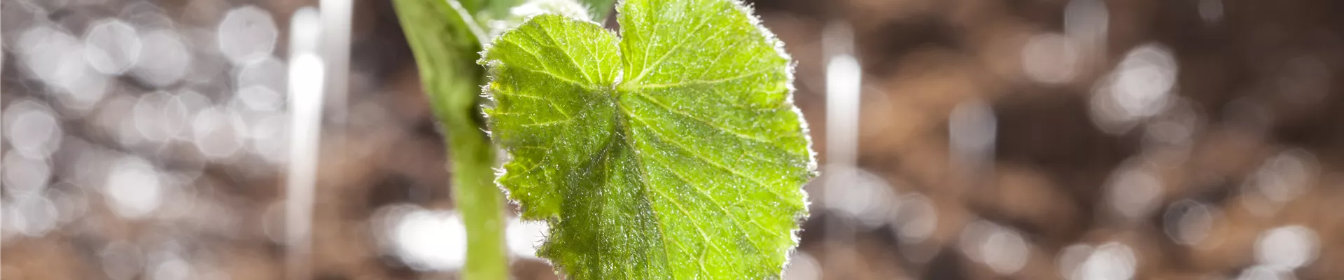 GS474930.jpg GS474930.jpg