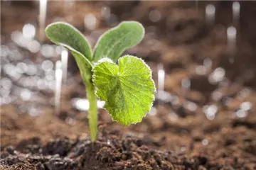 Gemüse im Garten – so gelingt der eigene Anbau mühelos