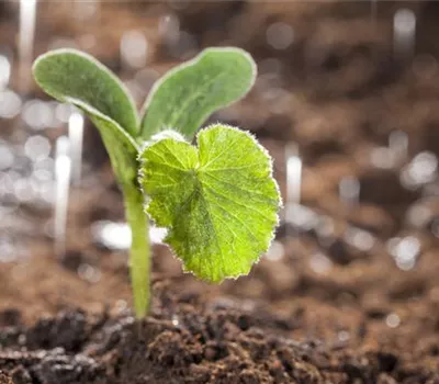 Gemüse im Garten – so gelingt der eigene Anbau mühelos Gemüse im Garten – so gelingt der eigene Anbau mühelos
