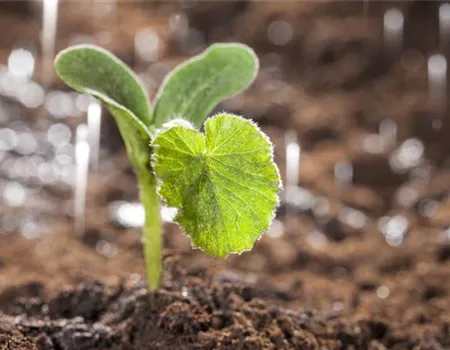 Gemüse im Garten – so gelingt der eigene Anbau mühelos