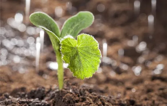 Gemüse im Garten – so gelingt der eigene Anbau mühelos Gemüse im Garten – so gelingt der eigene Anbau mühelos