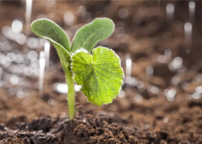 Gemüse im Garten – so gelingt der eigene Anbau mühelos