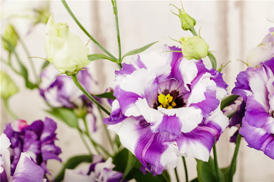Haltbarkeit von Schnittblumen – so bleiben sie lange frisch!