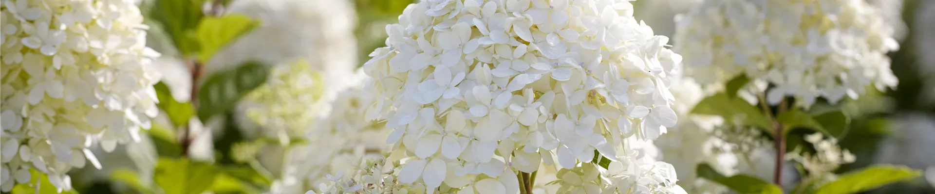 GS642194.jpg GS642194.jpg