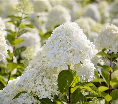 Hortensien – Infos über Aussehen, Pflege und Bepflanzung Hortensien – Infos über Aussehen, Pflege und Bepflanzung