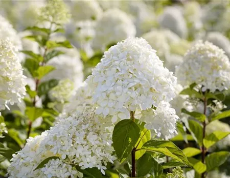 Hortensien – Infos über Aussehen, Pflege und Bepflanzung