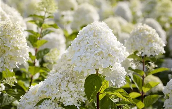 Hortensien – Infos über Aussehen, Pflege und Bepflanzung