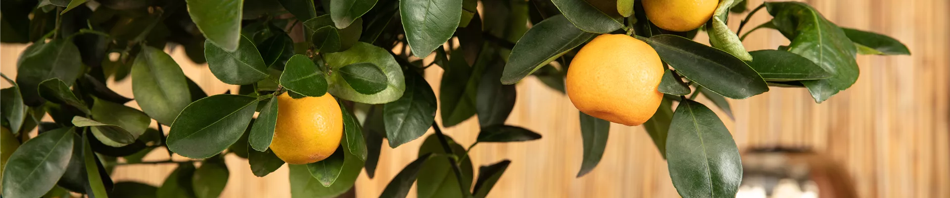 GS624987.jpg GS624987.jpg