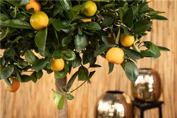 Mediterrane Pflanzen – den Süden in den Garten holen