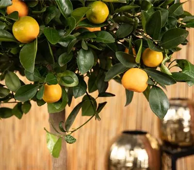 Mediterrane Pflanzen – den Süden in den Garten holen Mediterrane Pflanzen – den Süden in den Garten holen