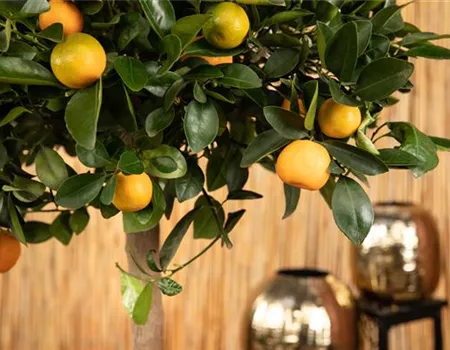 Mediterrane Pflanzen – den Süden in den Garten holen