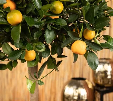 Mediterrane Pflanzen – den Süden in den Garten holen