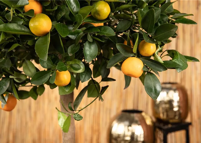 Mediterrane Pflanzen – den Süden in den Garten holen