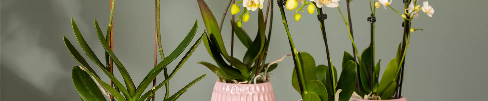 GS650756.jpg GS650756.jpg