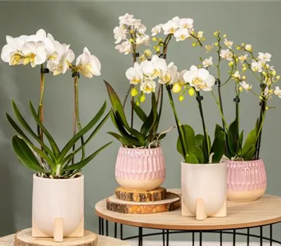 Orchideen – eine artenreiche und vielfältige Pflanzenfamilie Orchideen – eine artenreiche und vielfältige Pflanzenfamilie