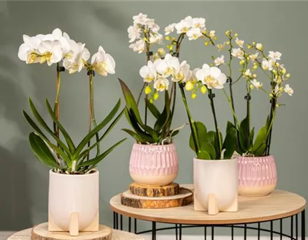 Orchideen – eine artenreiche und vielfältige Pflanzenfamilie