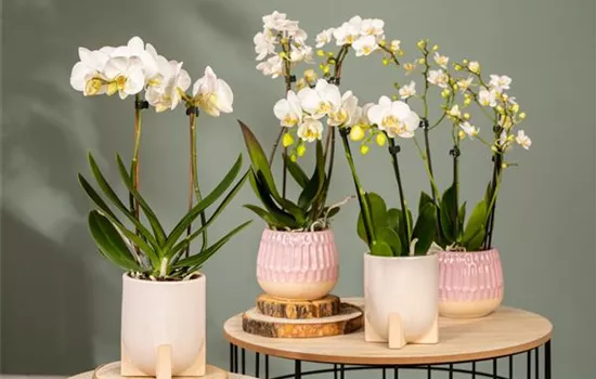 Orchideen – eine artenreiche und vielfältige Pflanzenfamilie Orchideen – eine artenreiche und vielfältige Pflanzenfamilie