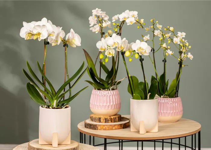 Orchideen – eine artenreiche und vielfältige Pflanzenfamilie