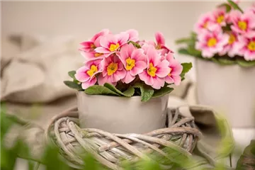 Frühjahrsboten – Klassiker, die den Winter beenden