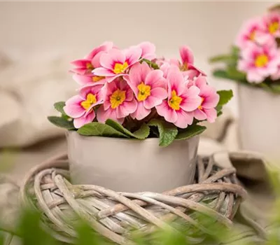 Frühjahrsboten – Klassiker, die den Winter beenden Frühjahrsboten – Klassiker, die den Winter beenden