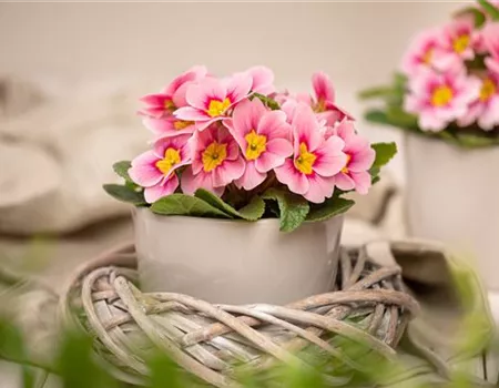 Frühjahrsboten – Klassiker, die den Winter beenden