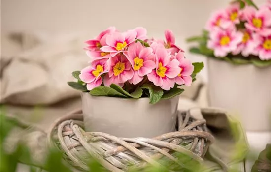 Frühjahrsboten – Klassiker, die den Winter beenden Frühjahrsboten – Klassiker, die den Winter beenden