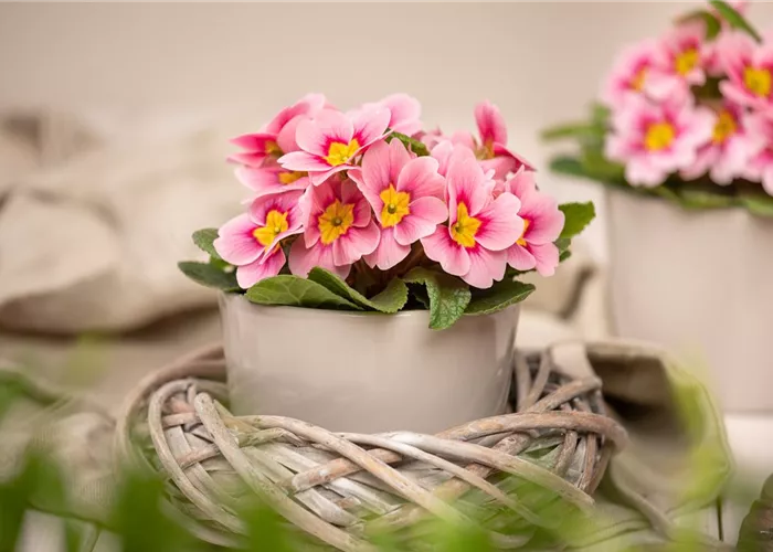 Frühjahrsboten – Klassiker, die den Winter beenden