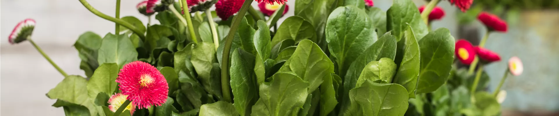 GS585626.jpg GS585626.jpg