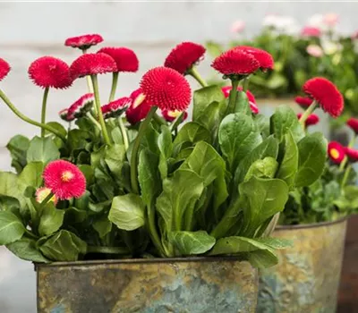 Frühlingsblüher – Tipps zum Kauf und Standort Frühlingsblüher – Tipps zum Kauf und Standort