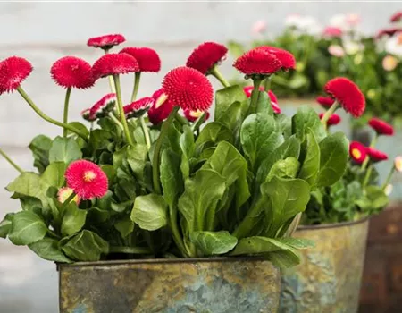 Frühlingsblüher – Tipps zum Kauf und Standort