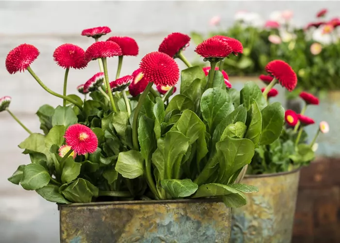 Frühlingsblüher – Tipps zum Kauf und Standort