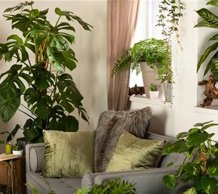 Nicht nur schön anzusehen: Zimmerpflanzen als Luftverbesserer