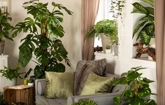 Nicht nur schön anzusehen: Zimmerpflanzen als Luftverbesserer Nicht nur schön anzusehen: Zimmerpflanzen als Luftverbesserer