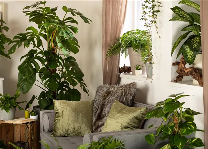Nicht nur schön anzusehen: Zimmerpflanzen als Luftverbesserer