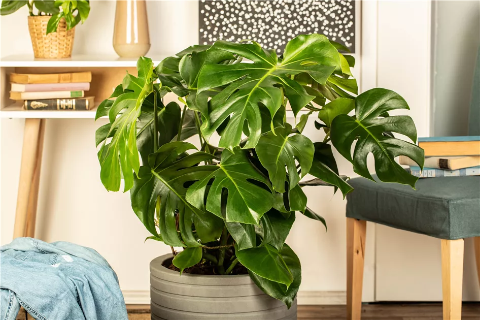 philodendron squamiferum kaufen Philodendron Squamiferum RARE Stems of Pots – Glass Grown Aquatics