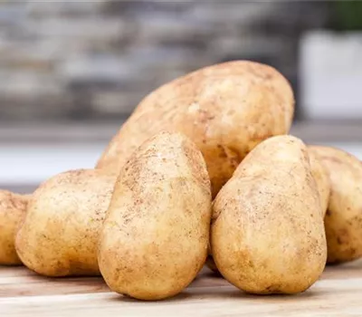 Pflanzkartoffeln – die Basis des heimischen Kartoffelanbaus Pflanzkartoffeln – die Basis des heimischen Kartoffelanbaus