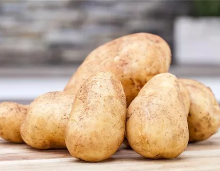 Pflanzkartoffeln – die Basis des heimischen Kartoffelanbaus