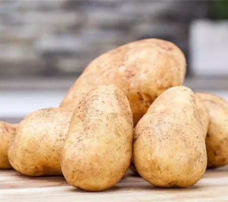 Pflanzkartoffeln – die Basis des heimischen Kartoffelanbaus