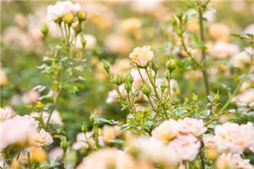 Rosen im Garten – Infos über die wunderschönen Hingucker