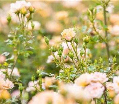 Rosen im Garten – Infos über die wunderschönen Hingucker Rosen im Garten – Infos über die wunderschönen Hingucker